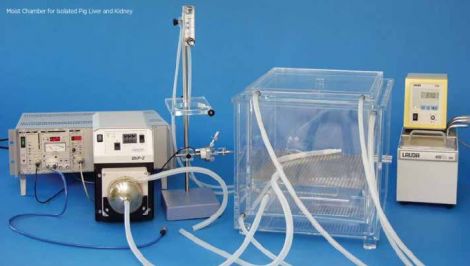 Moist Chamber for Isolated Pig Liver and Kidney